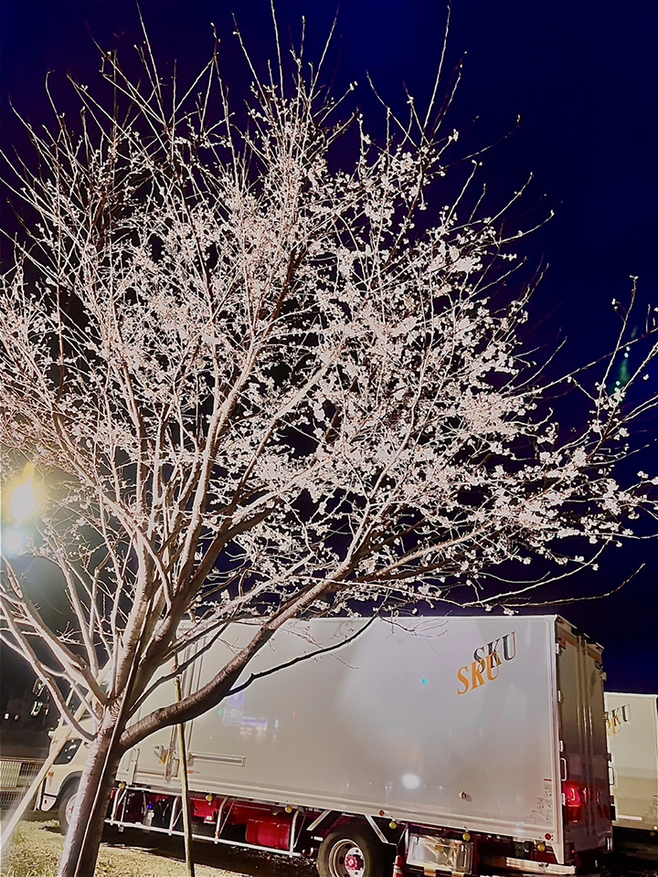今年も綺麗に桜が咲きましたの写真01