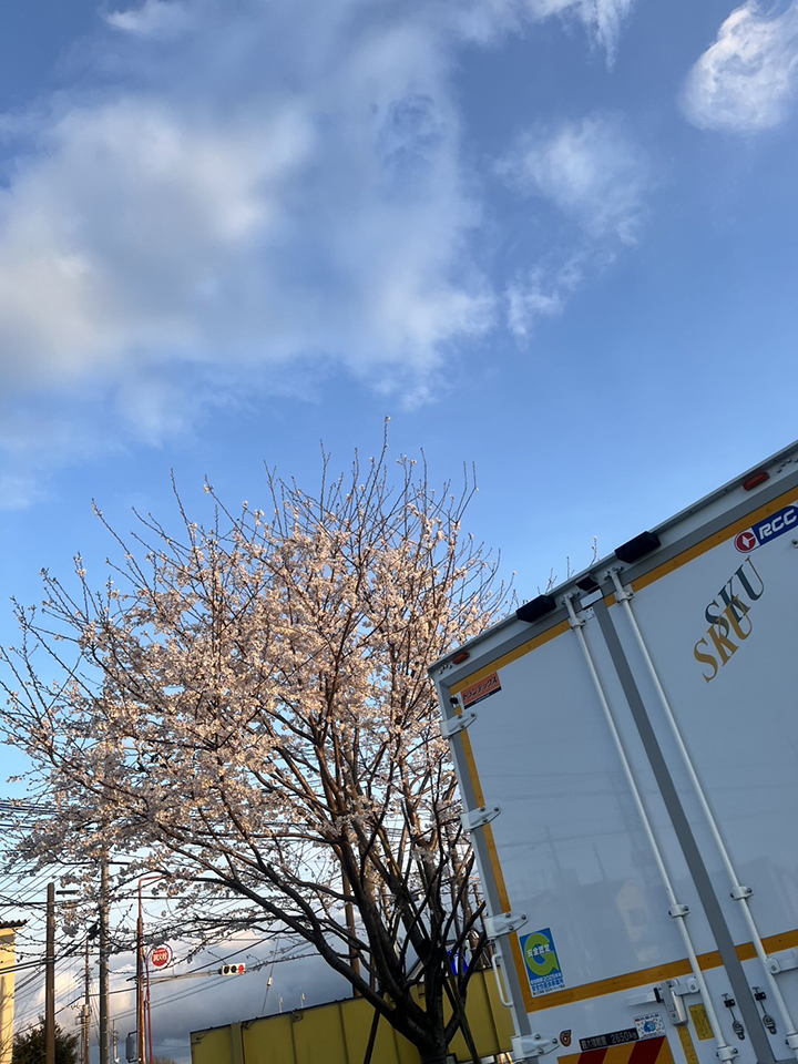 今年も綺麗に桜が咲きましたの写真02