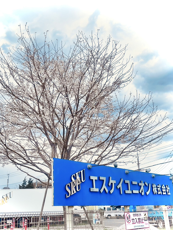 今年も綺麗に桜が咲きましたの写真03