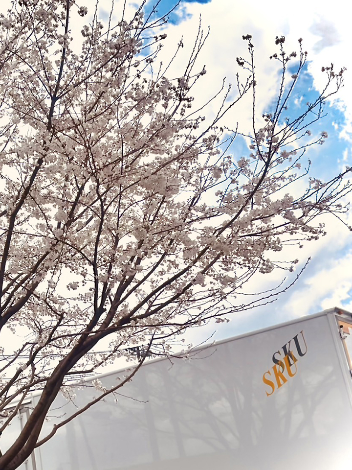今年も綺麗に桜が咲きましたの写真04
