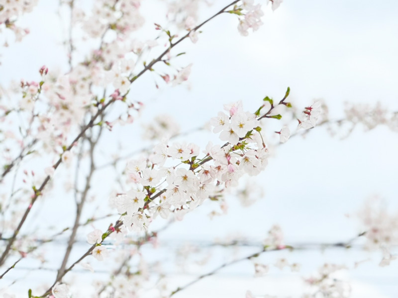 桜の写真04